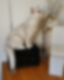 Instagram post by bounty.monstar