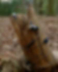 Instagram post by finaltestman